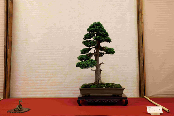 1 Chamaecyparis obtusa (hinoki) - Bonsai Wood Club