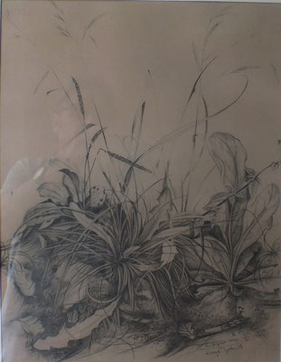 Grasbüschel im Einbecker Wald  1947  28,5 x 39