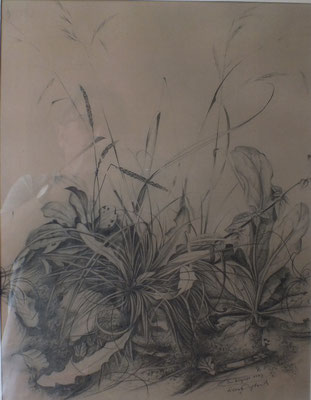 Grasbüschel im Einbecker Wald  1947  28,5 x 39  B.G.V. 2