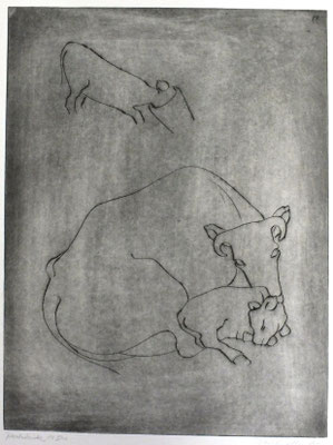 Kühe  1981  29,5 x 39,5    ( 5 )