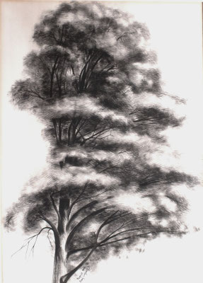 Studie eines Baumes  1947    39,5 x 54  B.G.V. 3