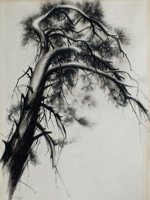 Studie eines Baumes  1948  35,5 x 48,5  (Kahle Sammlung)