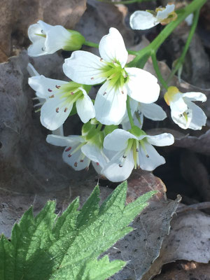 Brunnenkresse