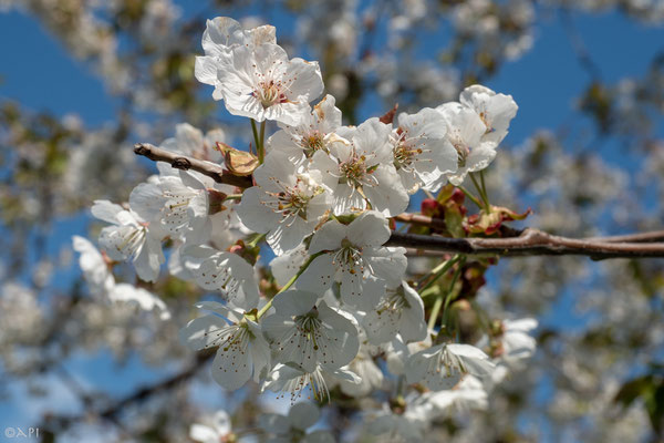 Kirschblüte