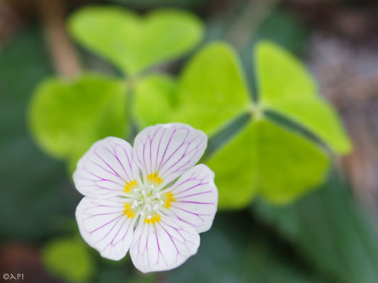 Waldklee mit Blüte