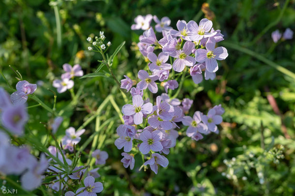 Wiesenschaumkraut