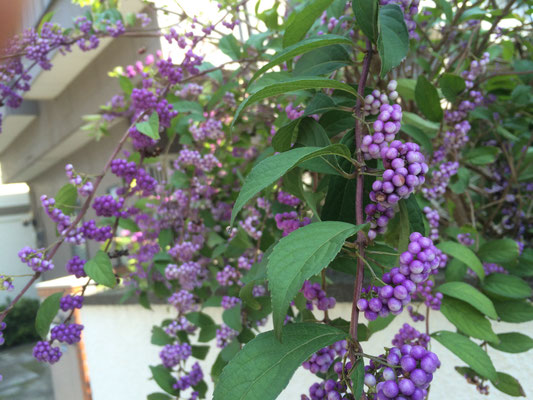 紫式部という素敵な名前のお花、だそうです。