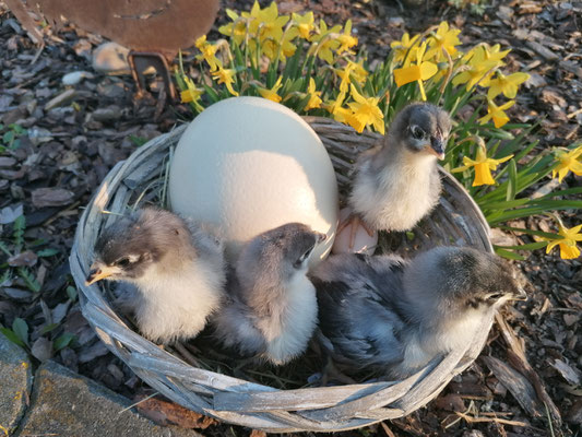 Australorp blau