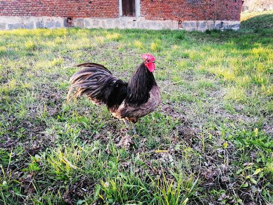 Australorp blau