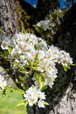 Kirschblüte in der Wetterau, Hessen