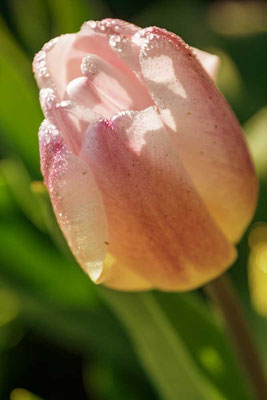 Von der Sonne geküsst - Tulpen im keukenhot, NL