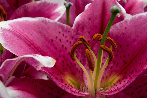 Die Lilie, eine edle Schönheit der Natur
