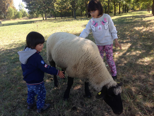 Lieblingsplatz von Nellie-Kae (7) und Neven-Lie (2) (in Bad Windsheim): Das könnte unser Haustier sein ... beim Museumsfest im Fränkischen Freilandmuseum - dieses Foto schickte uns Agnes Thoma aus Höchberg
