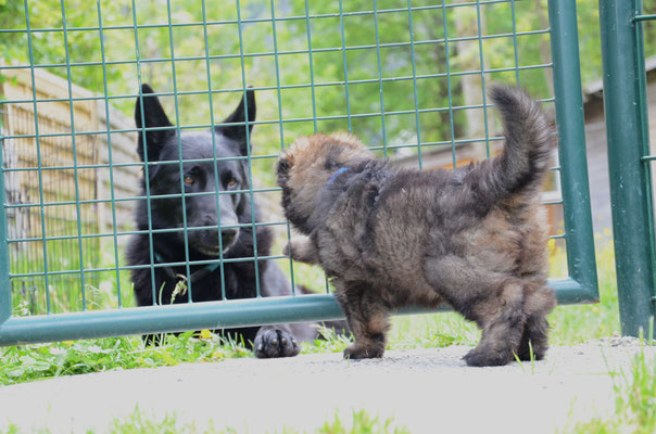 5 Wochen alt mit Kiro