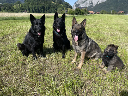 7,5 Wochen alt Familienfoto mit Mutti Gringa, Vater Renox und Halbbruder Kiro