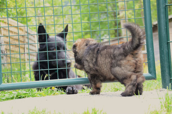 5 Wochen alt mit Kiro