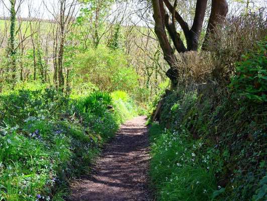 Sehenswürdigkeiten Cadgwith: Ein schmaler Fußweg führt durch den Wald zum malerischen Fischerdorf Cadgwith.