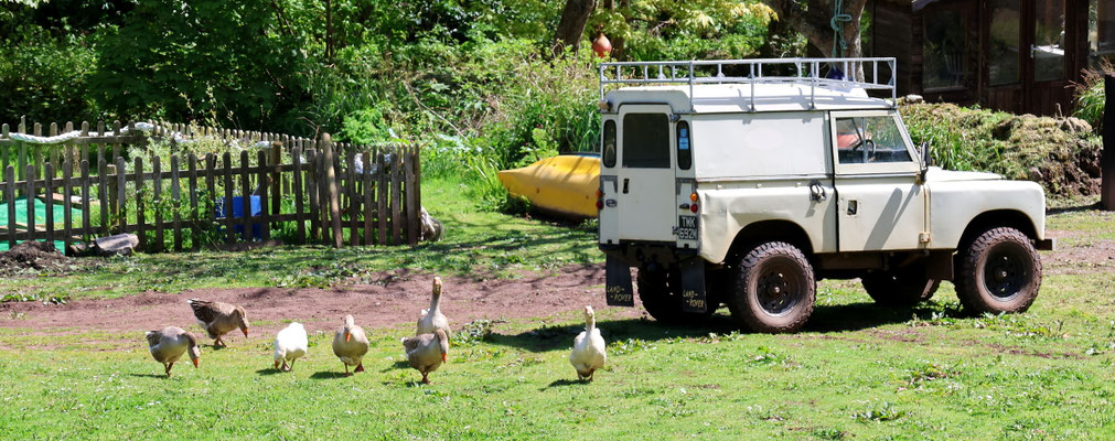 Sehenswürdigkeiten Cadgwith: Gänseschar auf einem Bauernhof suchen neben einem weißen Jeep auf einer Wiese nach Nahrung.