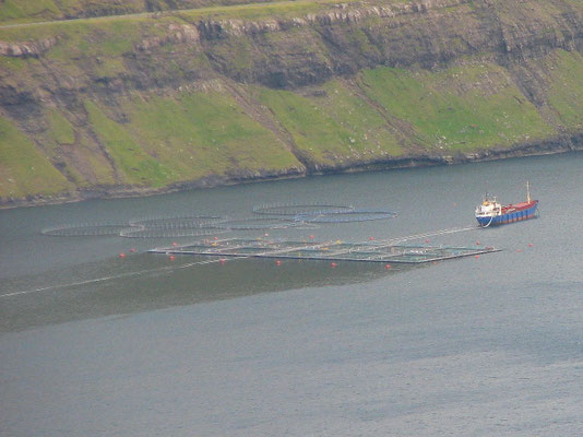 Sehenswürdigkeiten Funningur: Die Aquakulturpferche werden von einem großen Schlepper der Küste entlang zu ihrem Bestimmungsplatz gezogen.