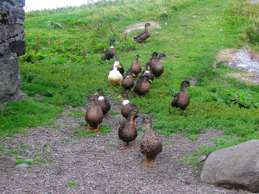 Sehenswürdigkeiten Hoyvík: Ein Schwarm Gänse watschelt auf der Suche nach Nahrung durch das Freilichtmuseum Hoyvíksgarður.