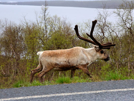 Sehenswürdigkeiten Kilpisjärvi - Dreiländereck: Kapitaler Rentierbock mit einem eindrücklichen Geweih.