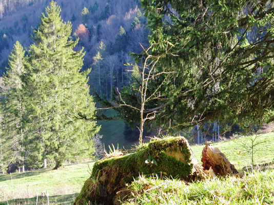 Schmiedenmatt: Ein mit Moos überwachsener Baumstumpf.