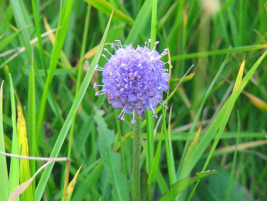 Sehenswürdigkeiten Funningur: Blüte des Abbisskrautes auf einer Wiese in Funningur.