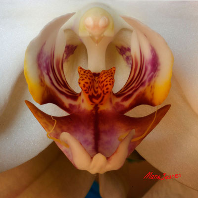 Deux visages sur Orchidée