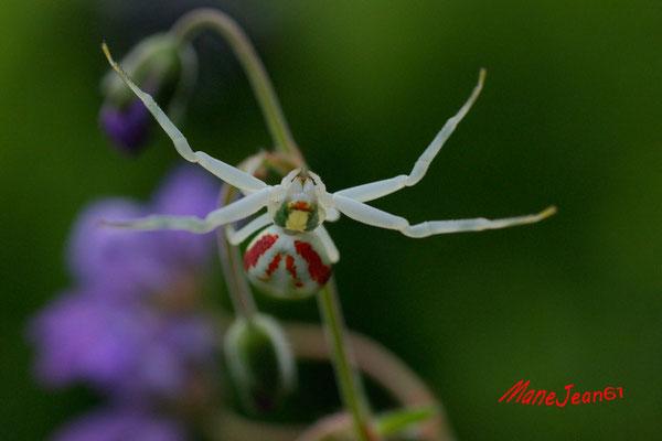 Tomise (Araigée fleur)