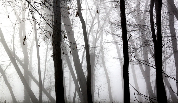 brouillard et forêt