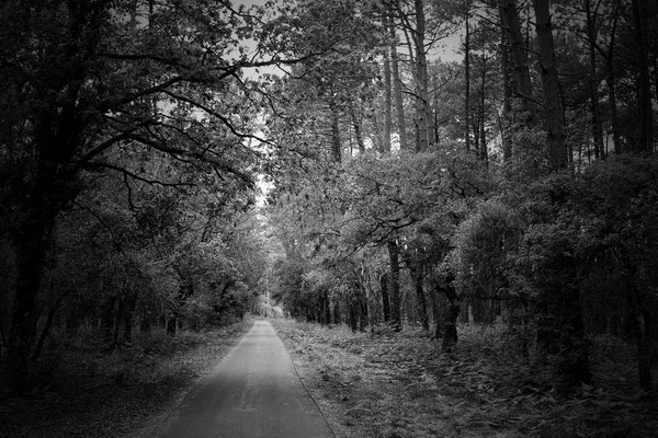 Forêt Isabelle Lauret