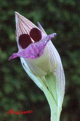 Orchidée des Marais