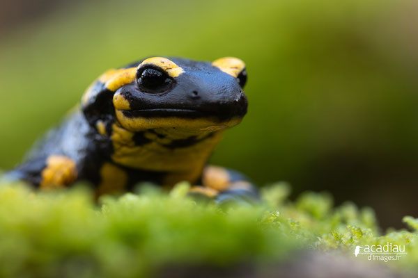 Salamandre tacheté - photo nature en Sologne ©Alexandre Roubalay