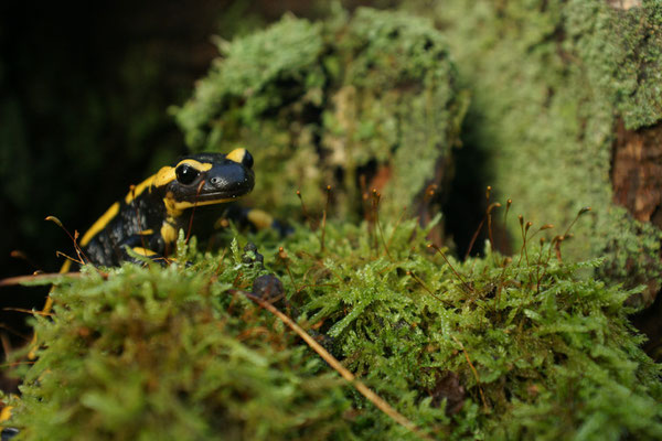 Salamandre - photo nature en Sologne ©Alexandre Roubalay - Acadiau d'images