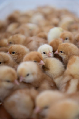 Lohmann France, accouveur et distributeur de poules pondeuses - Hatcher and distributor of laying hens / LSA