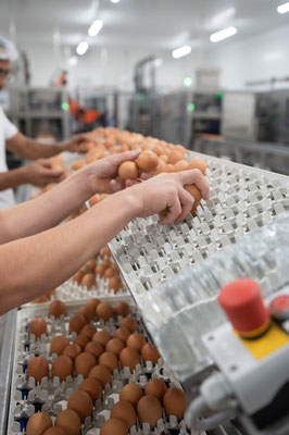 Lohmann France, accouveur et distributeur de poules pondeuses - Hatcher and distributor of laying hens / LSA