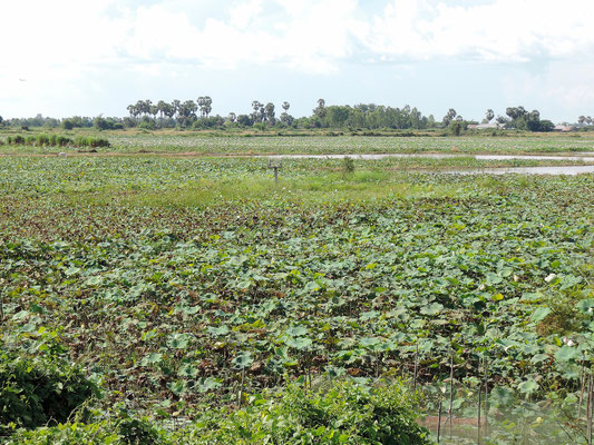 Lotusblumenfelder auf dem Weg zum Phnom Krom 