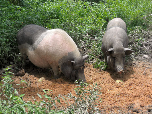 Im Dorf laufen Schweine, Hühner und Wasserbüffel einfach frei herum