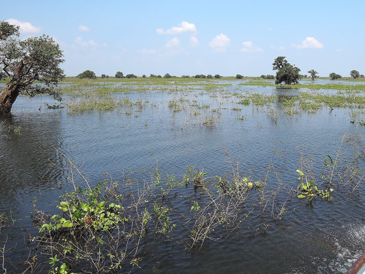 überflutete Wälder des Tonle Sap- Sees