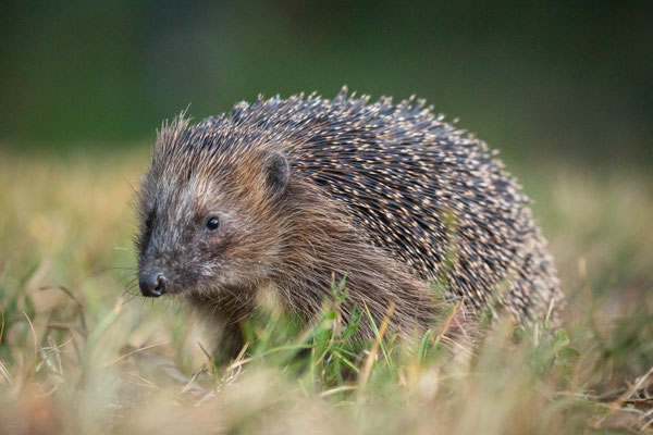Igel - Foto: Marc Scharping