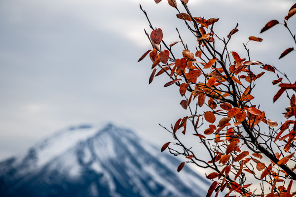 Fuji