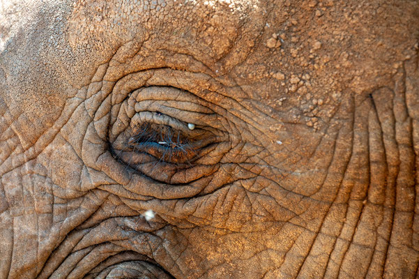 Elefantenwaisenhaus am Nairobi Nationalpark