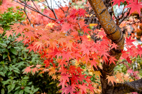 Leuchtende Herbstfarben!
