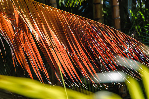 Palm Cove