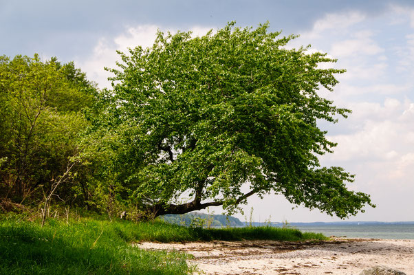 Ostseeküste (Angeln)