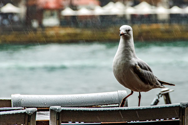 Sydney