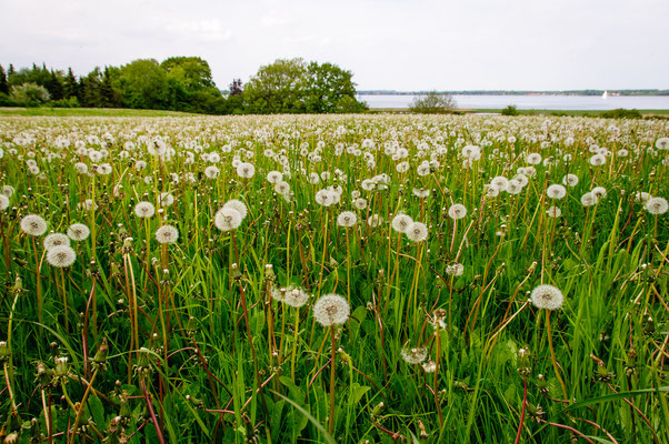 Ostseeküste (Angeln)