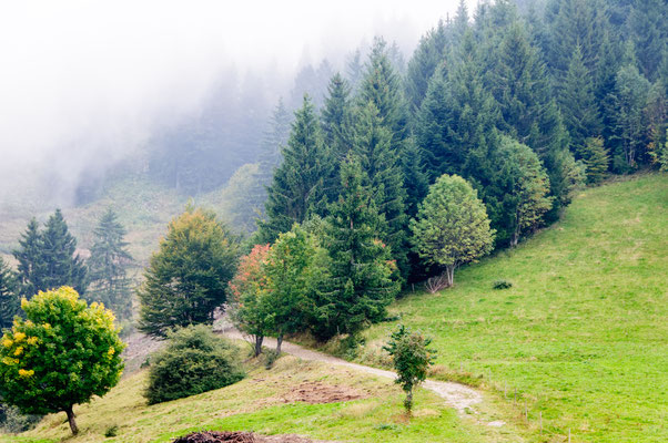 Schwarzwald