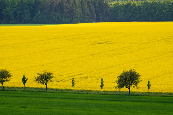 Schwarzwald