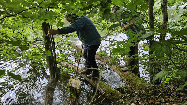 Im Ziegeleisee wurde nach Schnecken, Muscheln und Egeln gekeschert. Foto: Inge Krüger 2025, Plauer Stadtwald